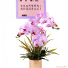 3枝絲花蘭花枱花擺設 - 祝賀開幕與喬遷