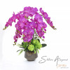 Silk Orchid