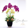 Silk Orchid
