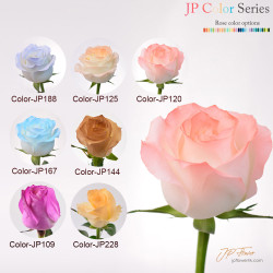 花束-18枝JP色玫瑰,完美詮釋特別記念日的浪漫與愛意 特別記念日專屬花束:18枝JP色玫瑰,傳遞你的最愛甜蜜心意