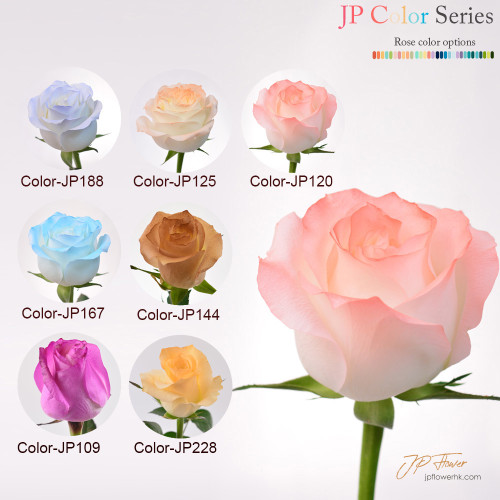 花束-18枝JP色玫瑰,完美詮釋特別記念日的浪漫與愛意 特別記念日專屬花束:18枝JP色玫瑰,傳遞你的最愛甜蜜心意