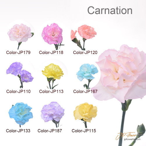 JP Flower Shop 2024 new carnation color series, new selection of carnation bouquets (18 new carnation colors + 2 styles without specified lining flowers/grass)