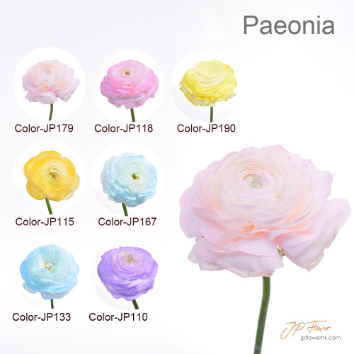 JP Flower Shop’s 2024 new peony colors, new choices for peony bouquets (10 new peonies + 2 styles without specified lining flowers/grass)