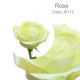 JP Flower Shop 2024 new rose color series, new choices for rose bouquets
