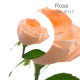 Rose - (18 's)