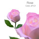 玫瑰 - (18枝)