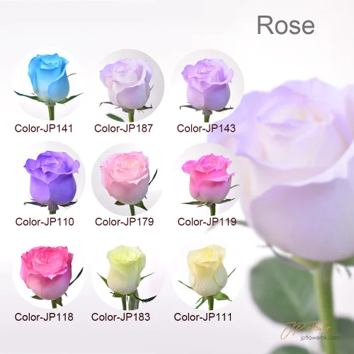 藝術與愛的結合：JP花店18種新玫瑰色系花束引領新潮流