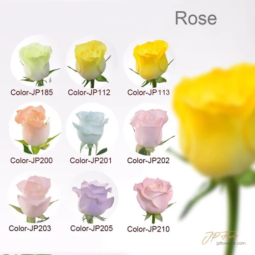 藝術與愛的結合：JP花店18種新玫瑰色系花束引領新潮流