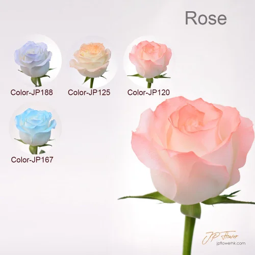藝術與愛的結合：JP花店18種新玫瑰色系花束引領新潮流