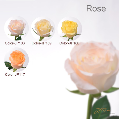 JP Flower Shop 2024 new rose color series, new choices for rose bouquets
