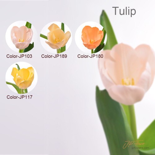 JP Flower Shop 2024 new tulip color series, new selection of tulip bouquets (10 new tulip colors + 2 types without specified lining flowers/grass)
