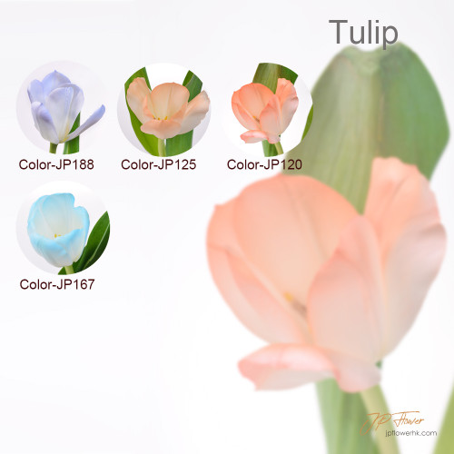 JP Flower Shop 2024 new tulip color series, new selection of tulip bouquets (10 new tulip colors + 2 types without specified lining flowers/grass)