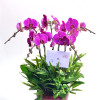 Orchid