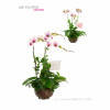 Orchid, Phalaenopsis 3-branch set-OR112-JP Flower Shop Orchid, Phalaenopsis 3-branch set-OR112-JP Flower Shop