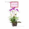 Orchid
