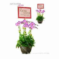 蝴蝶蘭-OR134 蝴蝶蘭-OR134