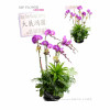Orchid