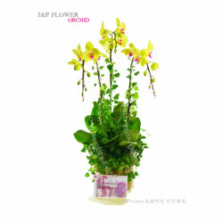 蝴蝶蘭-OR136 蝴蝶蘭-OR136