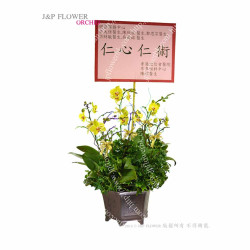 蝴蝶蘭-OR137 蝴蝶蘭-OR137