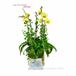 蝴蝶蘭-OR138 蝴蝶蘭-OR138