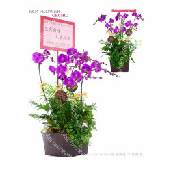 蝴蝶蘭-OR139 蝴蝶蘭-OR139