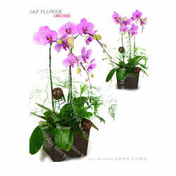 蝴蝶蘭-OR141 蝴蝶蘭-OR141
