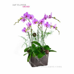 蝴蝶蘭-OR142 蝴蝶蘭-OR142