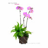 Orchid