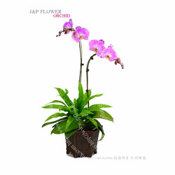 蝴蝶蘭-OR144 蝴蝶蘭-OR144