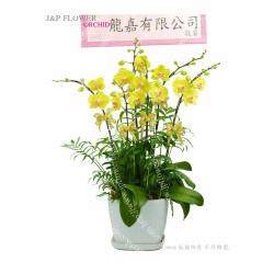 蝴蝶蘭-OR145 蝴蝶蘭-OR145