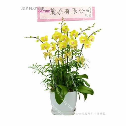 蘭花-蝴蝶蘭-OR145