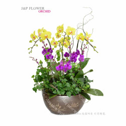 蝴蝶蘭-OR146 蝴蝶蘭-OR146