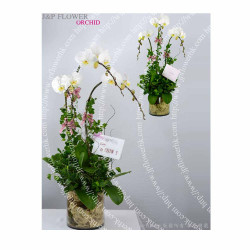 蝴蝶蘭-OR147 蝴蝶蘭-OR147