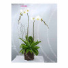 Orchid