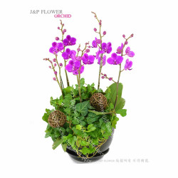 蝴蝶蘭-OR149 蝴蝶蘭-OR149