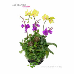 蝴蝶蘭-OR150 蝴蝶蘭-OR150