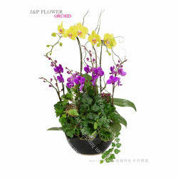 蝴蝶蘭-OR152 蝴蝶蘭-OR152