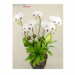 蝴蝶蘭-OR153 蝴蝶蘭-OR153