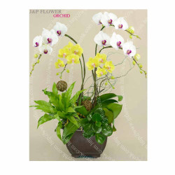 蝴蝶蘭-OR155 蝴蝶蘭-OR155