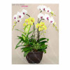 Orchid