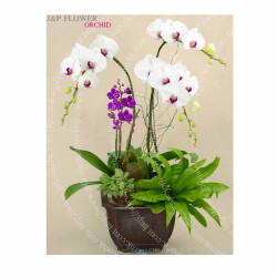 蝴蝶蘭-OR157 蝴蝶蘭-OR157