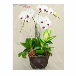 蝴蝶蘭-OR158 蝴蝶蘭-OR158