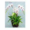 Orchid