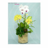 Orchid