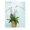 Orchid