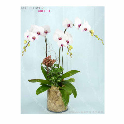 蝴蝶蘭-OR165 蝴蝶蘭-OR165