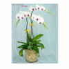Orchid