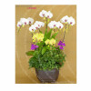 Orchid