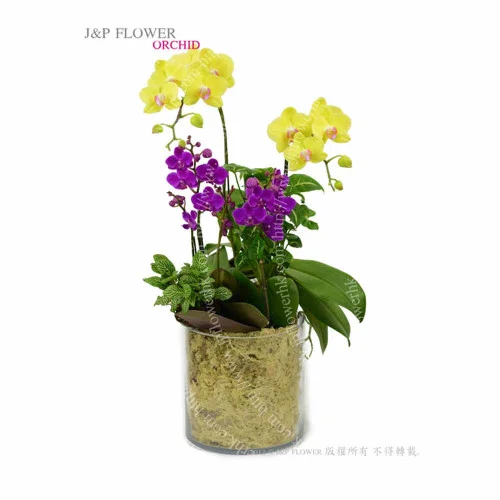 蘭花-蝴蝶蘭-OR178