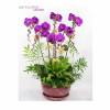Orchid